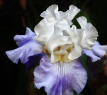 An Iris from this past summer 