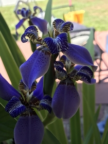 An Iris looking nice