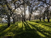 An oak grove in the eastern hills of Napa CA 