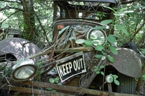 An old car lost and abandoned in the woods of Massachusetts