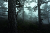 An old pine forest on the north face of Mt Ventoux Provence France  Photo by David Bouscarle