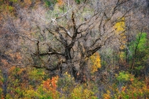 An old tree surrounded by fall foliage in Saskatchewan Canada 