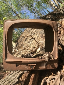 An old TV left in the woods