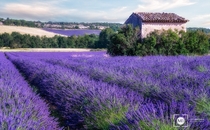 An overgrown building in lavender fields  by Mark Brodkin
