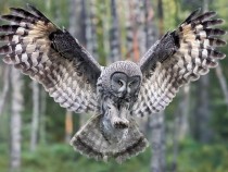 An owl in mid flight 