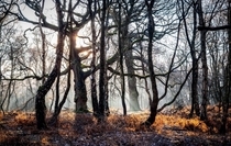 An winter morning on Brocton Coppice in Staffordshire 