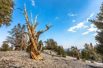 Ancient Bristlecone Pine Forest California 