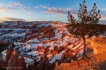 Ancient Bristlecone Pine over Bryce Canyon 