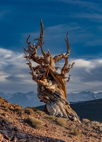 Ancient Bristlecone Pine Tree With The Sierra Nevada in The Background 