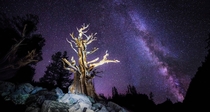 Ancient Bristlecone pine under an even more ancient Milky Way  x