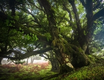 Ancient trees on the island of Madeira Portugal 