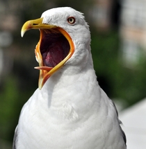 Angry Seagull 
