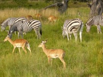Animals in Chobe National Park Botswana 