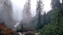 Another Foggy Morning in one of the basins of the Alpine Lakes Wilderness wild blueberry buffet for breakfast 