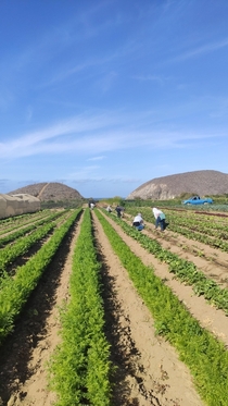 Another morning at the strawberry farm Baja California Sur Mxico You can sea the veggies from here