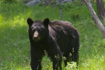 Another shot of the black bear at Yellowstone Ursus americanus 