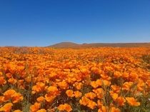 Antelope Valley California Poppy Reserve 