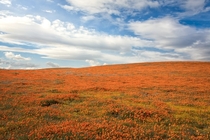 Antelope Valley California Poppy Reserve CA 
