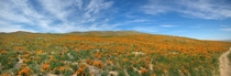 Antelope Valley California Poppy Reserve May  by John Fowler  HI_Res link in comments