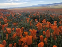 Antelope Valley Poppy Reserve CA   OC