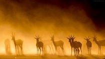 Antelopes in the morning mist by Lee Bothma 