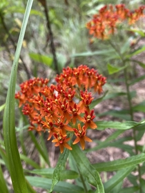 any idea of this type of flower was in a reservation OC