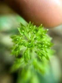 Any love for wild miniature orchids Heres the green Adders mouth Malaxis unifolia