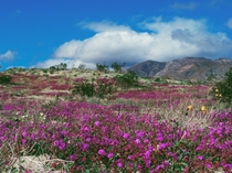 Anza-Borrego Californias super bloom 