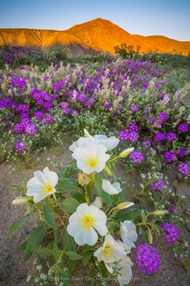 Anza Borrego Desert Wildflower Superbloom - Californias Drought is Over 
