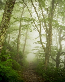 Appalachian Trail on a foggy day Shenandoah National Park Virginia natureprofessor