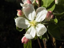 Apple Blossom Malus domestica   x 