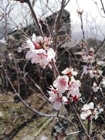 Apricot flowers blooming on the Great Wall of China 