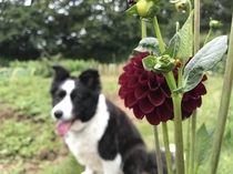 Arabian Night dahlia with a ladybird and my Border Collie Maggie in the background