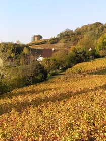 Arbois vineyard in France 