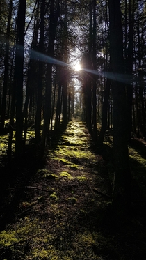 Archalligan forest - Isle of Man 