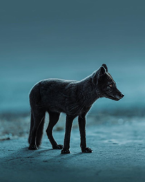 Arctic Fox in its summer coat photo by Benjamin Hardman