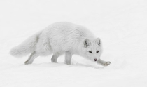 Arctic Fox on the prowl 