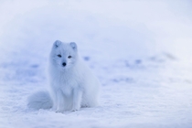 Arctic Fox Photo credit to David Mark