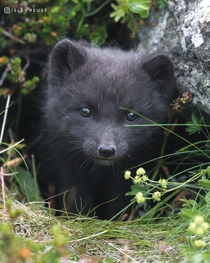 Arctic fox pup