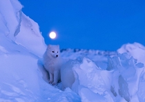 Arctic fox under a full moon