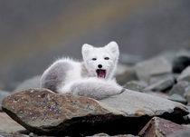 Arctic Fox Vulpes lagopus 