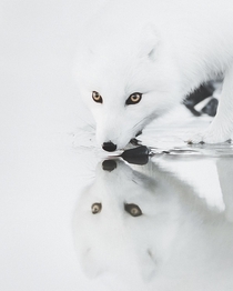 Arctic Fox with piercing eyes Iceland photo by Benjamin Hardman 