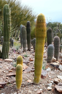 Argentine Golden Saguaro seen at Tucson Sonoran-Desert museum