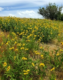 Arrowleaf balsamroot patch in Colton WA  x