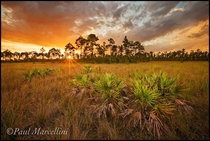 As the storm breaks Everglades Florida by Paul Marcellini 