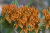 Asclepias tuberosa Butterfly Weed 