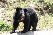 Asian black bear Ursus thibetanus in Darjeeling Zoo 