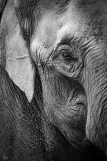 Asian Elephant Elephas maximus 