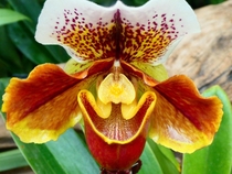 Asian Slipper Orchid Paphiopedilum absolutely beautiful 