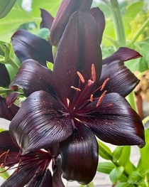 Asiatic Lily Black Charm Photo credit to Anna Bella